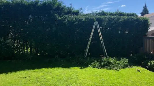 Services d’arbres